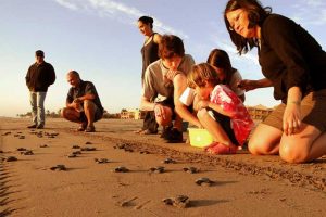 Tourists release baby turtles into the ocean at Estrella del Mar Resort