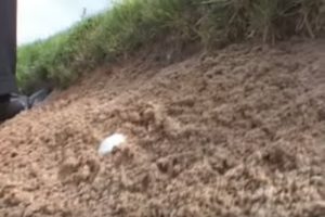how to play buried ball in the face of a sand trap.