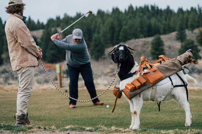 Goat caddies are used at Silvies Valley Ranch in Oregon